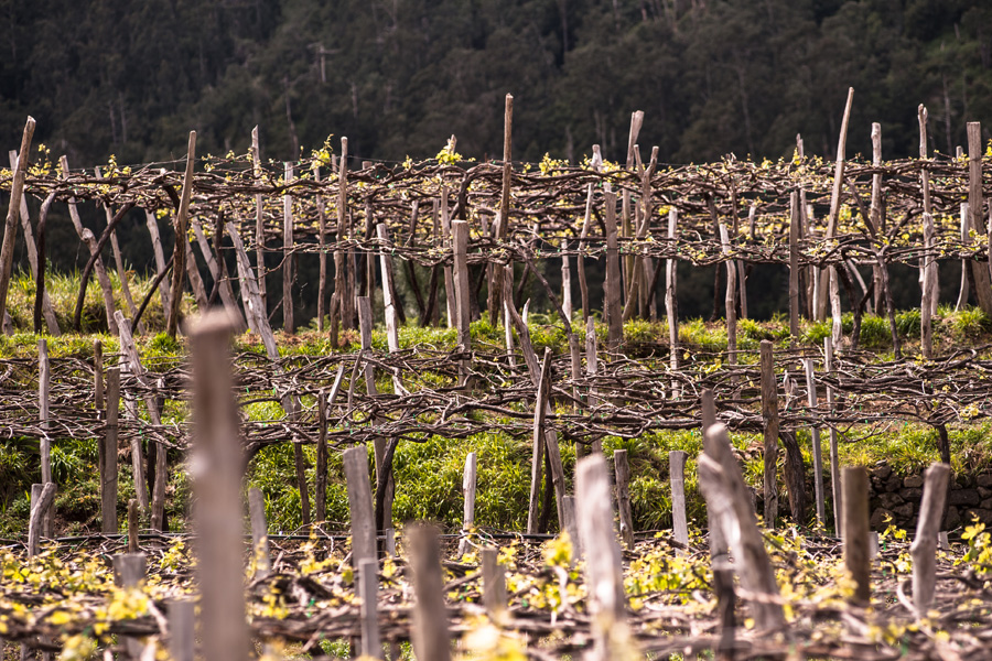Madeira vineyards in April