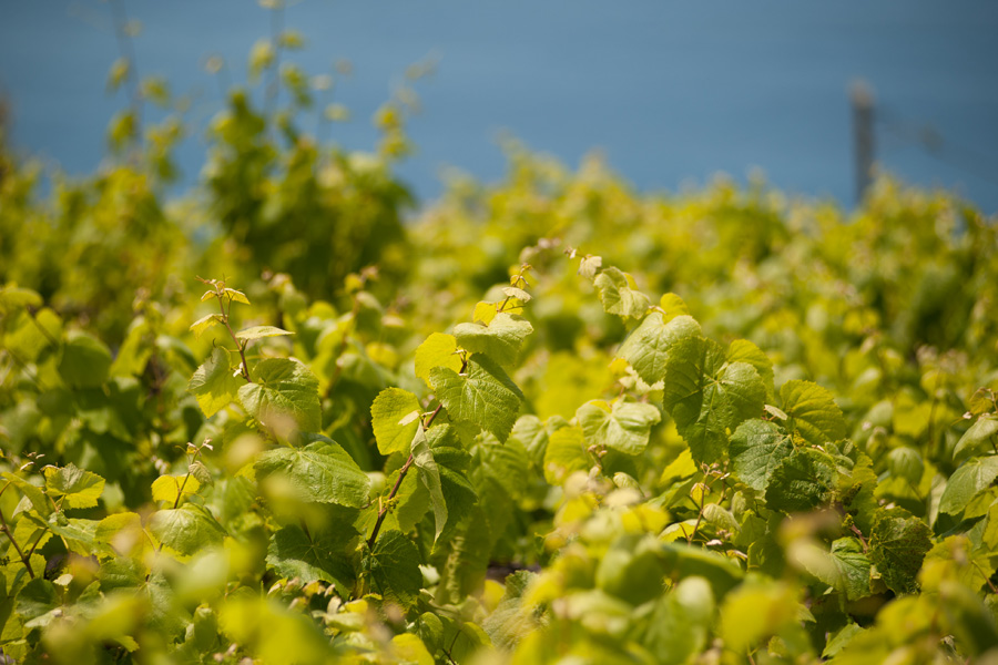 Madeira Vineyards in May