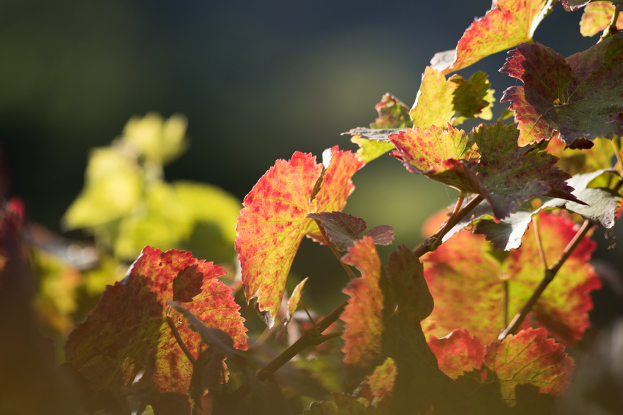 Madeira Vineyards in Septembre